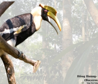 Tại sao chúng ta phải bảo tồn Đa dạng sinh học