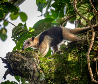 Tại sao du lịch sinh thái là xu hướng toàn cầu?