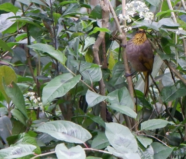 Ngày Thế giới bảo vệ động, thực vật hoang dã – Vì một tương lai bền vững