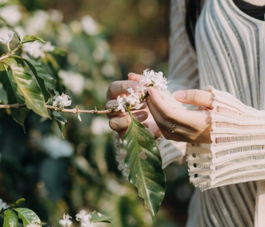 Tháng 3 – Mùa quả mùa hoa cà phê trên đồi núi Khe sanh