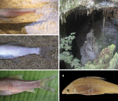 Thế giới động vật hang động Phong Nha – Kẻ Bàng