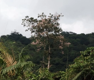 Phong Nha Botanical Garden – A “Living Museum” Within the World Heritage Site