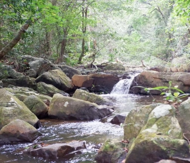Vườn Thực Vật Phong Nha – “Bảo tàng sống” trong lòng  Di sản