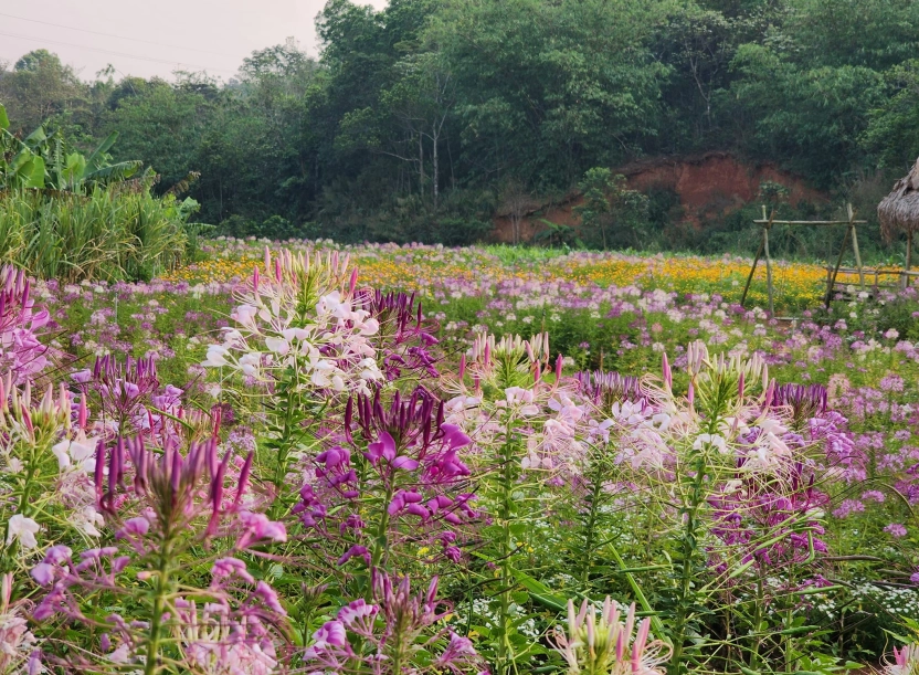 Khe Sanh Valley Farm - Hướng Hóa - Quảng Trị