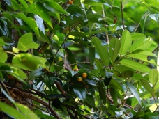 Kinh nghiệm nhận dạng cây có độc khi tham quan rừng nhiệt đới