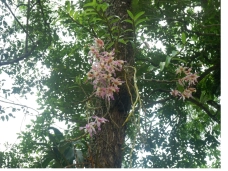 Phong Nha Botanical Garden – A Destination Full of Experiences