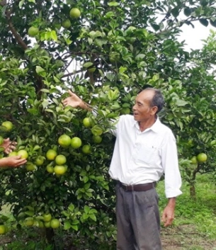 Nông trại cam ông Mai – Góc xanh bình yên giữa lòng Quảng Bình
