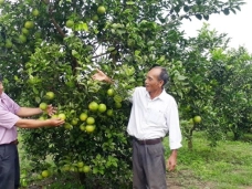 Nông trại cam ông Mai – Góc xanh bình yên giữa lòng Quảng Bình