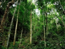 Bac Huong Hoa Nature Reserve in Quang Tri – A Journey Where Nature Meets Culture