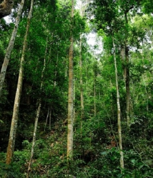 Bac Huong Hoa Nature Reserve in Quang Tri – A Journey Where Nature Meets Culture