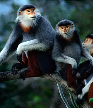 Khu bán hoang dã thú Linh trưởng vườn Quốc gia Phong Nha - Kẻ Bàng