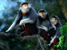 The Semi-Wild Primate Zone at Phong Nha-Ke Bang National Park