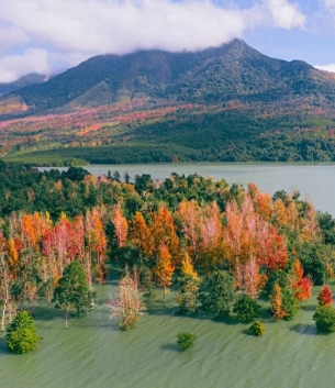 Rừng Lá Phong bên Hồ  Rào Quán