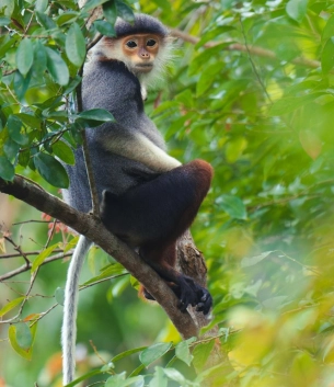 Bán đảo Sơn Trà nơi chứa đựng giá trị thiên nhiên và văn hóa