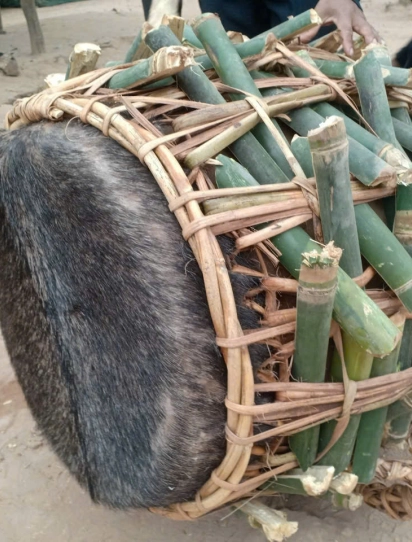 Journey to the Rhythms of Ma Coong Drums
