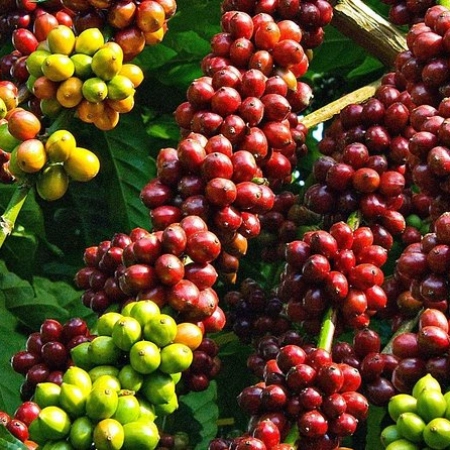 Hành Trình Tây Nguyên: Kon Tum • Pleiku • Buôn Ma Thuột 5 ngày 6 đêm