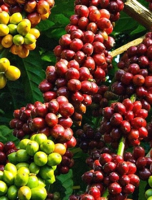 Hành Trình Tây Nguyên và Cao Nguyên – Kon Tum • Pleiku • Buôn Ma Thuột 5 ngày 6 đêm