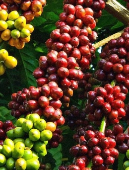 Hành Trình Tây Nguyên và Cao Nguyên – Kon Tum • Pleiku • Buôn Ma Thuột 5 ngày 6 đêm