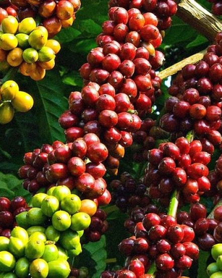 Hành Trình Tây Nguyên và Cao Nguyên – Kon Tum • Pleiku • Buôn Ma Thuột 5 ngày 6 đêm