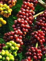 Hành Trình Tây Nguyên và Cao Nguyên – Kon Tum • Pleiku • Buôn Ma Thuột 5 ngày 6 đêm