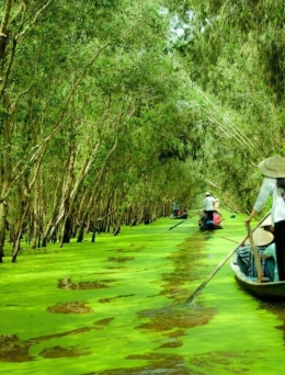 Trải Nghiệm Miền Tây Mùa Nước Nổi – Hành Trình Sông Nước Đặc Sắc