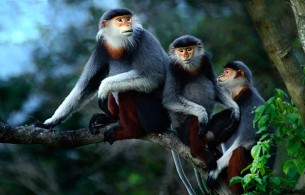 Khu bán hoang dã thú Linh trưởng vườn Quốc gia Phong Nha - Kẻ Bàng