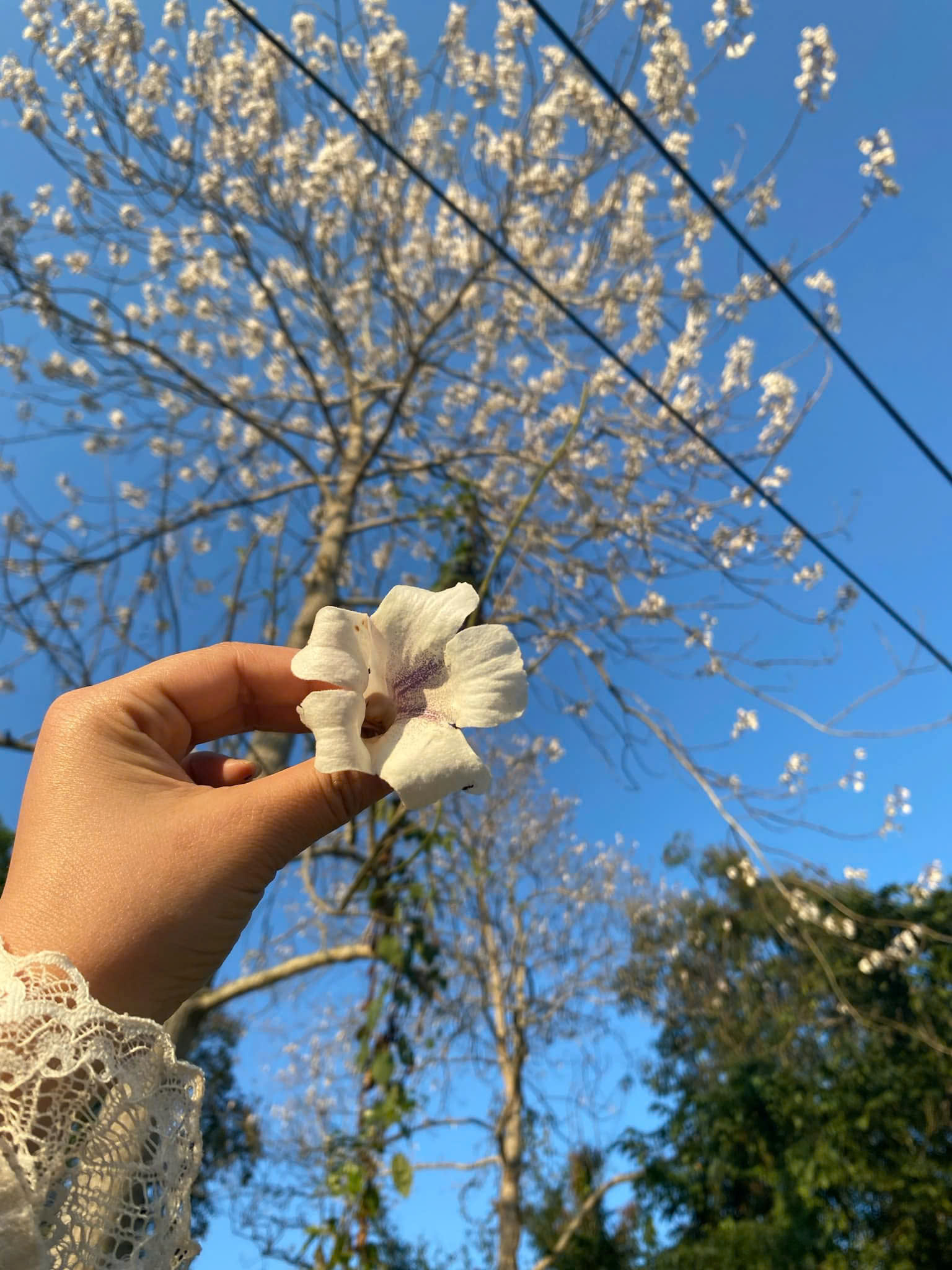 Vẻ đẹp của Hoa Hông