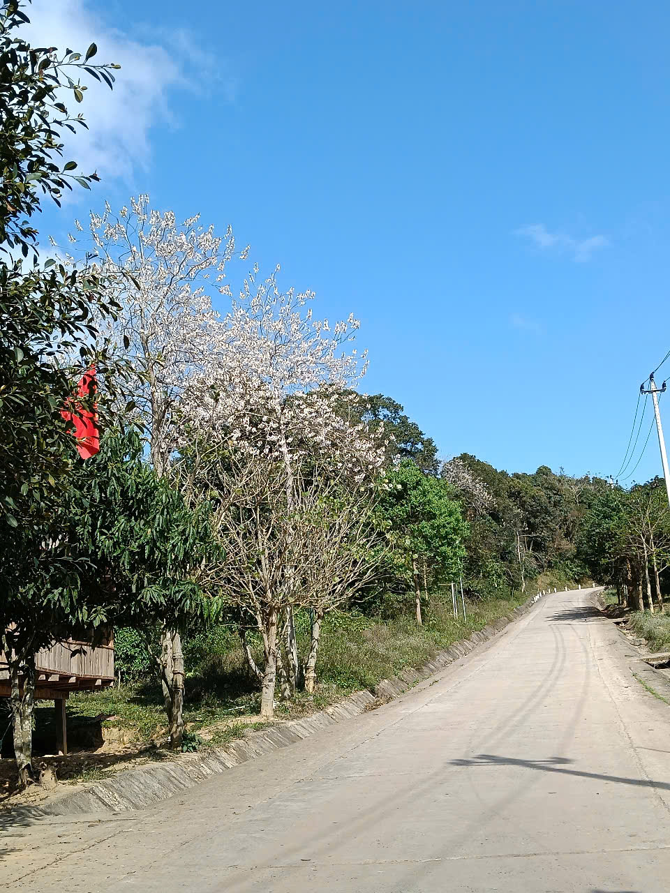 Hoa hông nở rộ trên bản Cà roòng