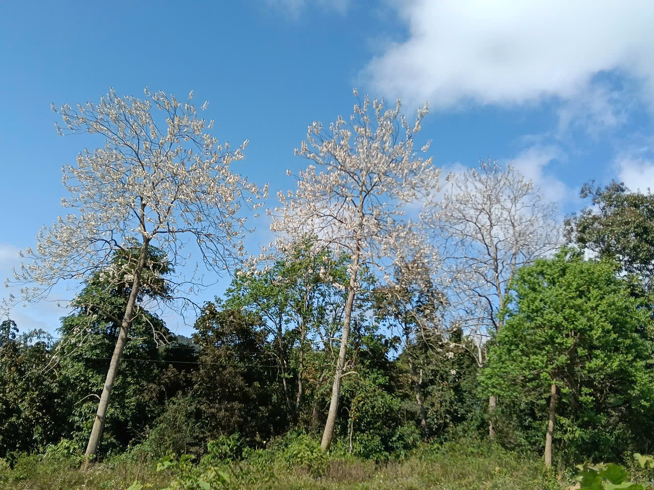 Hoa hông - Pờ Roóc