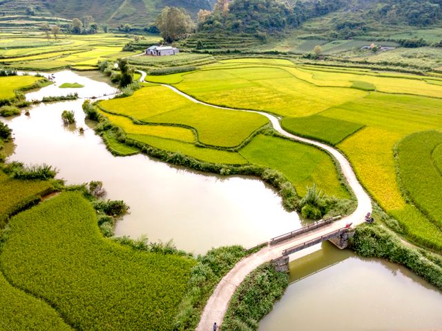 Môt gốc Lệ Thủy
