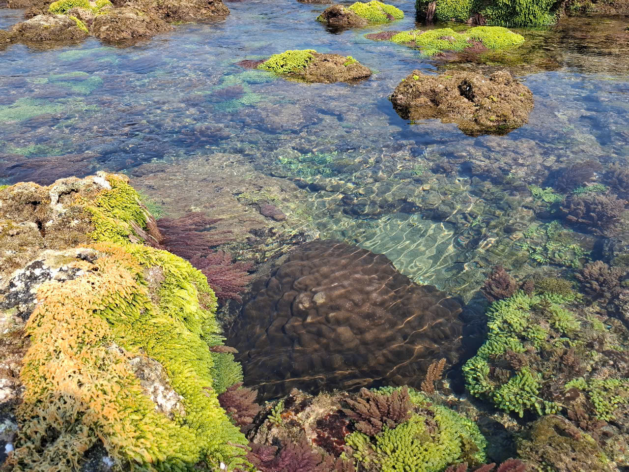 Sinh vật biển đảo Cồn Cỏ