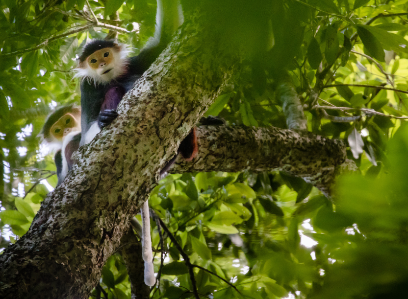  Douc Langur