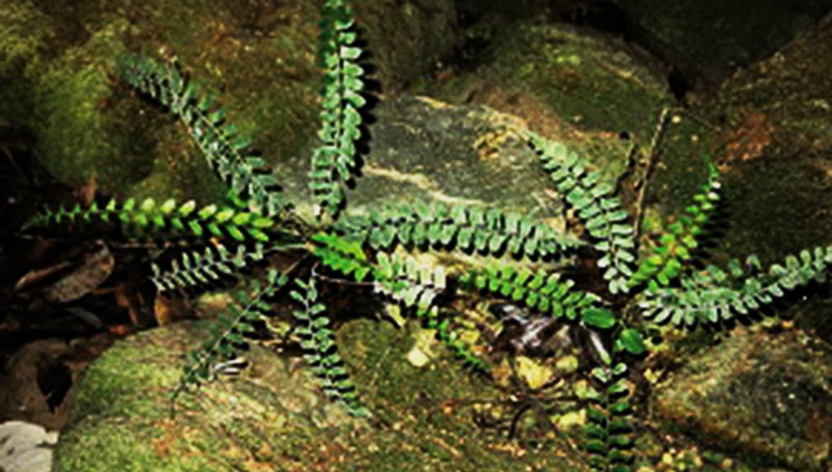 Dương xỉ Quảng Bình