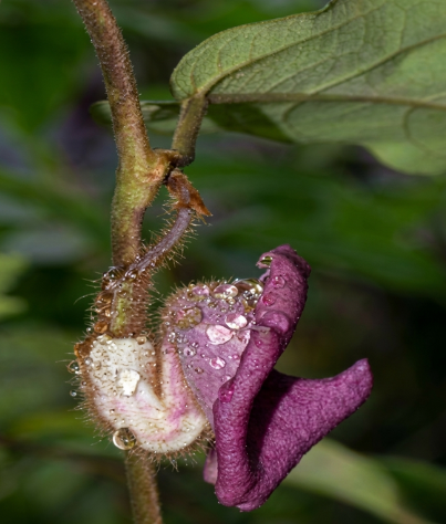 Phòng kỷ Quảng Bình