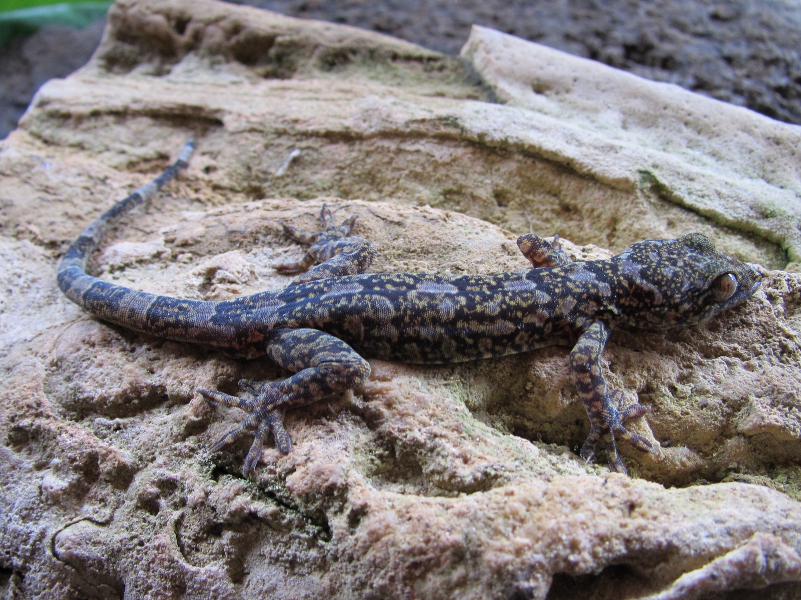 Tắc kè Phong Nha – Kẻ Bàng