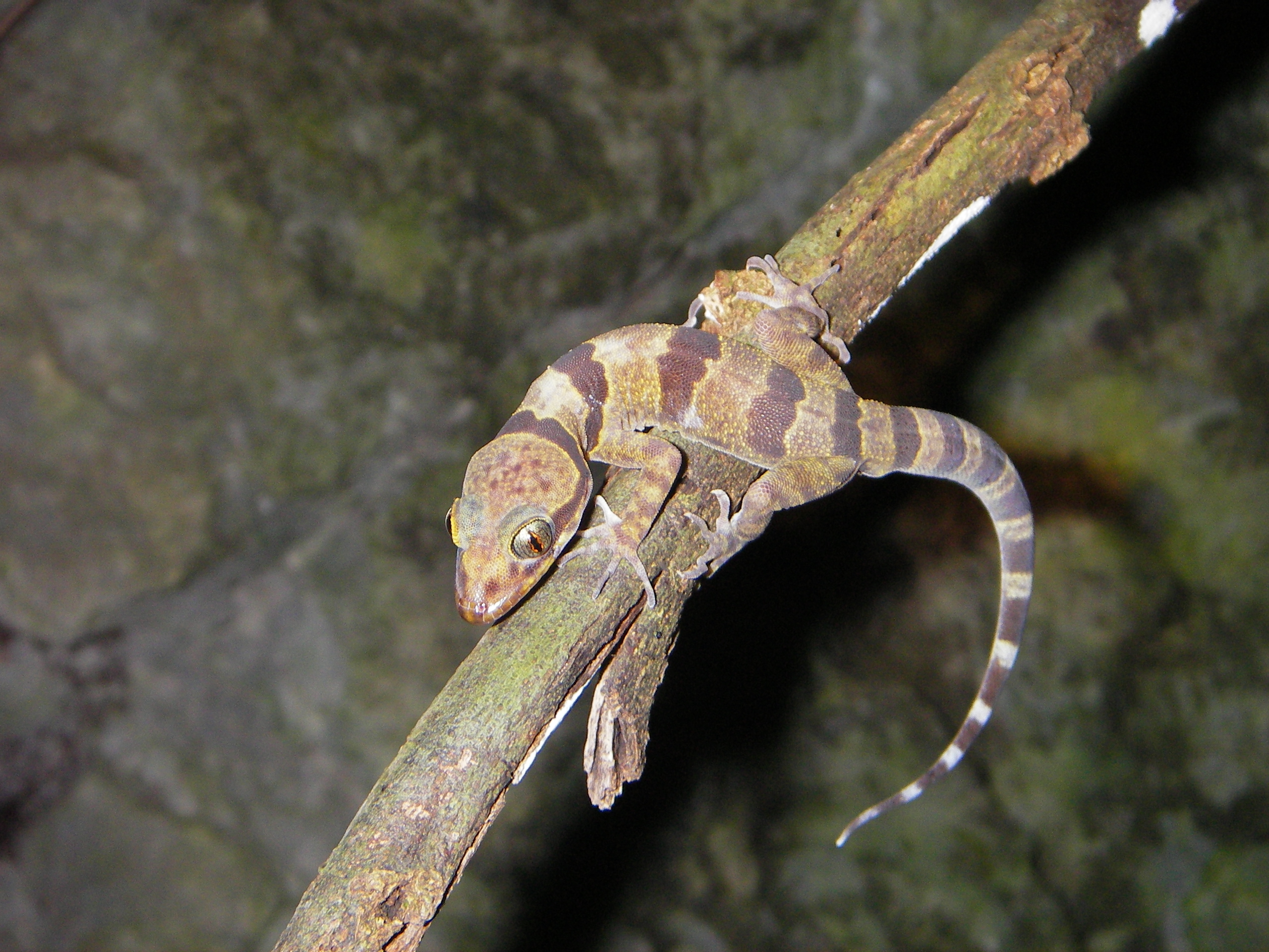 Thạch sùng ngón Phong Nha – Kẻ Bàng